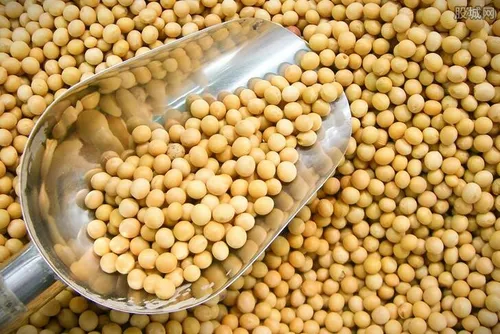 美国大豆价格是多少 他们吃转基因大豆吗？