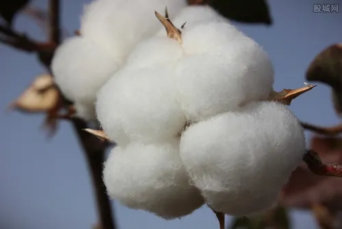 薇娅1小时卖出2千多万元新疆棉制品 为公益带货