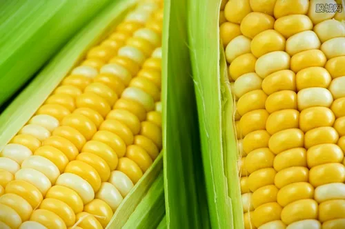 玉米价格每吨涨千元 最高均价超2600元