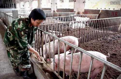养猪赚钱吗 2021年猪价行情是否有前景