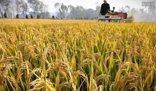 粮食补贴2019年发放时间 农民一亩地补贴多少钱