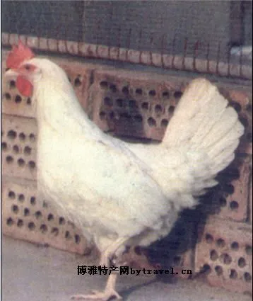 北京白鸡-平谷区特产北京白鸡