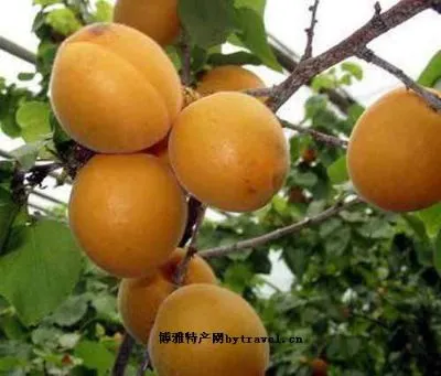 水晶杏-海淀区特产水晶杏
