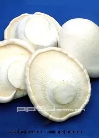 白灵菇-通州区特产白灵菇