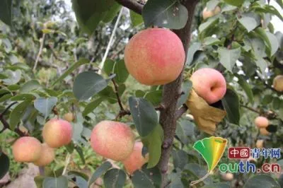 茅山后佛见喜梨-平谷区特产茅山后佛见喜梨