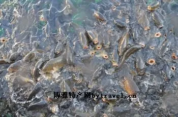 大黄堡鲤鱼-武清区特产大黄堡鲤鱼