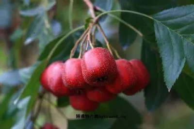 十八沟红果-蓟州区特产十八沟红果