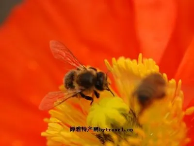 山区蜂蜜-蓟州区特产山区蜂蜜