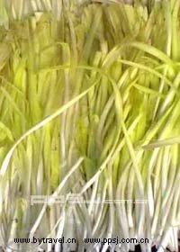天津黄韭-河东区特产天津黄韭