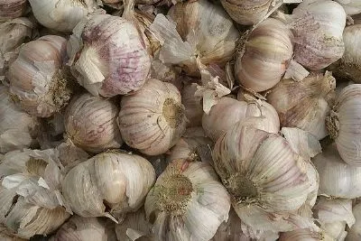 宝坻红皮大蒜-宝坻区特产宝坻红皮大蒜