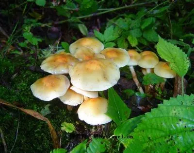 涞源山蘑-涞源县特产涞源山蘑