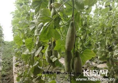 青县羊角脆-青县特产青县羊角脆