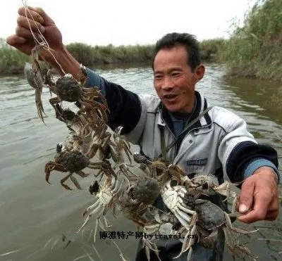 白洋淀河蟹-安新特产白洋淀河蟹