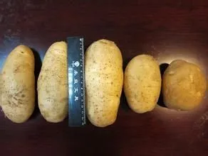 康保马铃薯-康保特产康保马铃薯