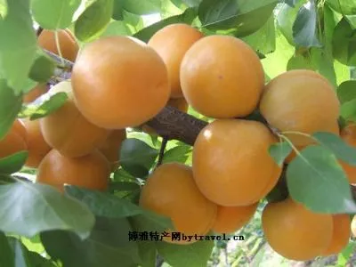石片黄杏-怀来特产石片黄杏