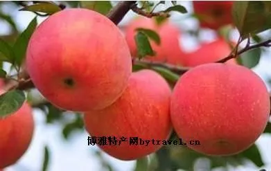 枣强红富士苹果-枣强特产枣强红富士苹果