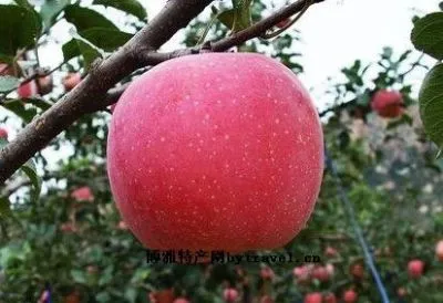 深泽红富士苹果-深泽县特产深泽红富士苹果
