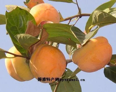 易县磨盘柿-易县特产易县磨盘柿