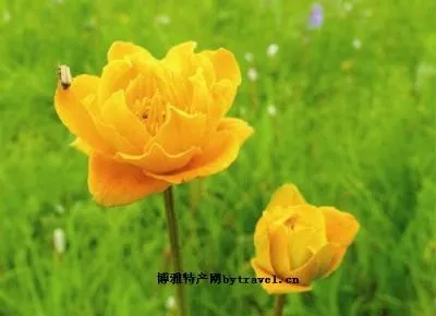 坝上金莲花-沽源特产坝上金莲花