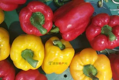 上三道河彩椒-崇礼特产上三道河彩椒
