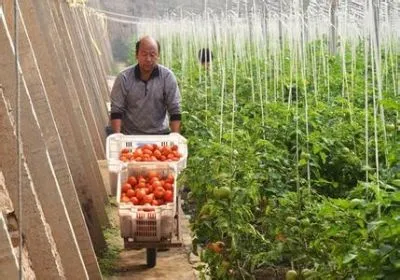 襄陵西红柿-襄汾特产襄陵西红柿