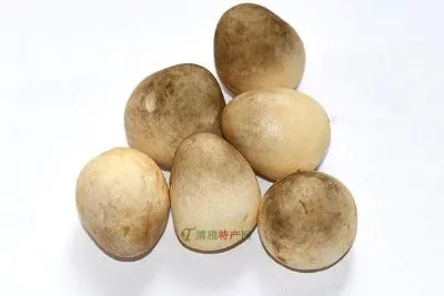 鸽子洞野生蘑菇-喀喇沁左翼蒙古族自治县特产鸽子洞野生蘑菇