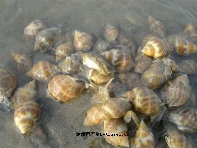 黄螺-长海县特产黄螺