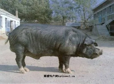 新金猪-普兰店特产新金猪