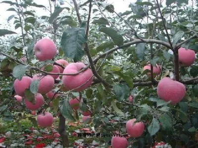 西堡村水果-连山区特产西堡村水果