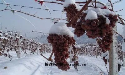 北甸子冰葡萄-桓仁满族自治县特产北甸子冰葡萄