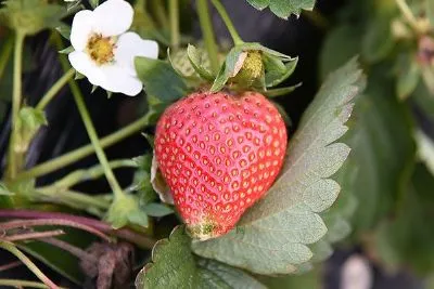 庄河草莓-庄河特产庄河草莓