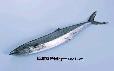 巴鱼-旅顺口区特产巴鱼