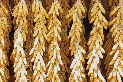 玉米产品-本溪满族自治县特产玉米产品