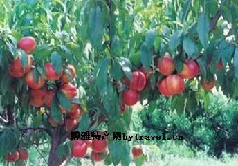 葫芦岛秋李子-连山区特产葫芦岛秋李子