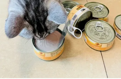 猫生主食罐值得入手吗