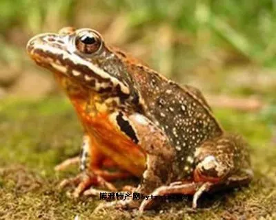 林蛙-长白县特产林蛙