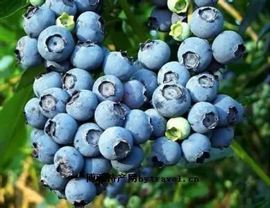 安图蓝莓-安图县特产安图蓝莓