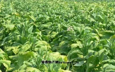 柳河烟叶-柳河特产柳河烟叶