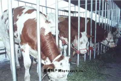 德惠肉牛-德惠市特产德惠肉牛