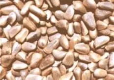 红松籽-磐石市特产红松籽