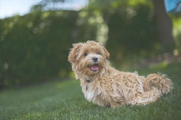 比熊犬寿命一般多少年(比熊犬一般能活多少年)