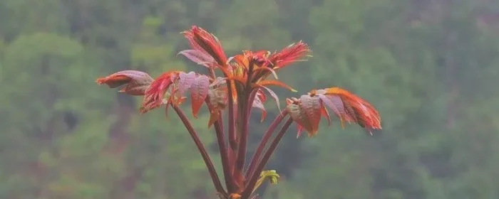 腌制香椿芽要先焯水吗,香椿芽先腌还是先焯水