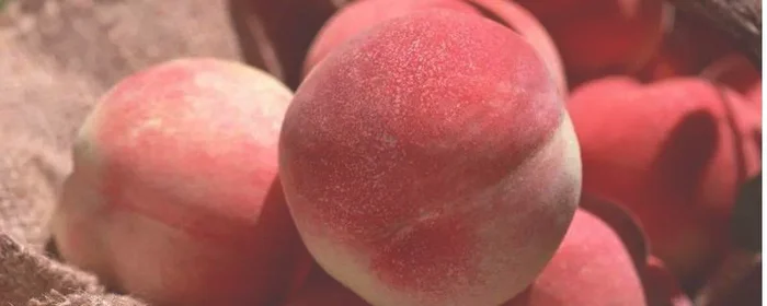 桃子的果皮是由什么发育而成的