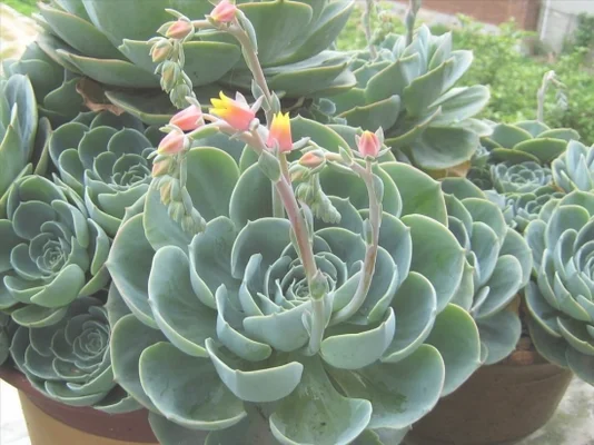 石莲花