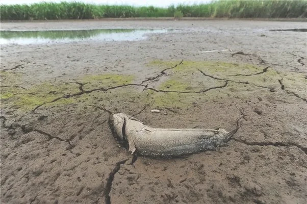 阳台死水突长鱼苗(死水有没有可能生出鱼苗来)