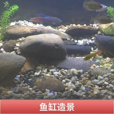鱼缸里为什么不能放鹅卵石