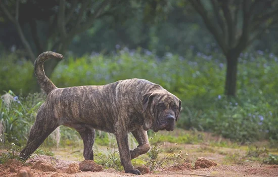 加纳利犬怎么区分普加和道加(普雷萨加纳利犬和加纳利犬的区别)