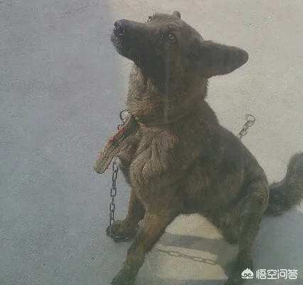虎斑犬幼犬多少钱(虎斑犬价格)