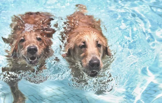狗狗游泳会得皮肤病么(狗狗是不是天生会