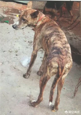虎斑犬幼犬多少钱(虎斑犬价格)